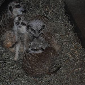 Meerkats
