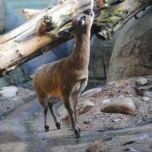 Klipspringer