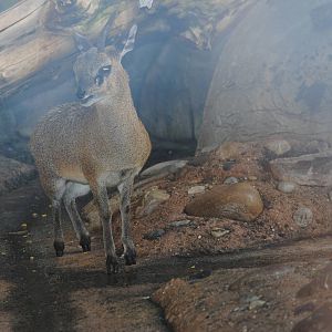 Klipspringer