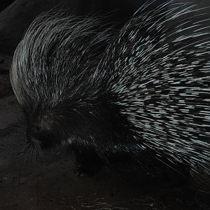 African Crested Porcupine