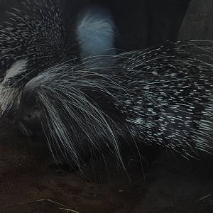 African Crested Porcupine