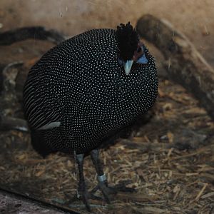 Kenyan Crested Guineafowl