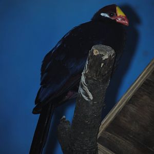 Violet Turaco