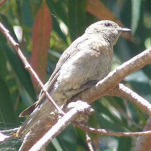 Unknown bird, please ID