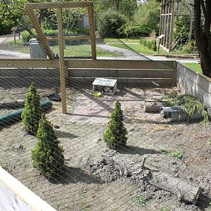Enclosure Guinea pig