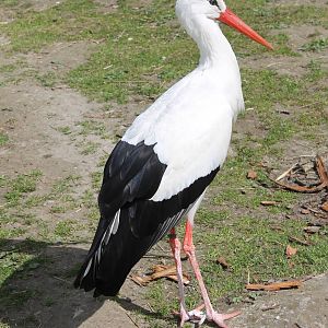 European white stork
