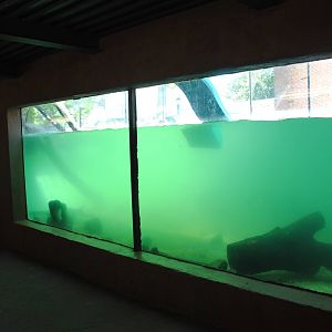 North American River Otters exhibit (underwater viewing)
