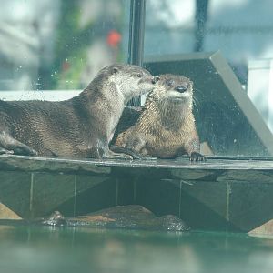 North American River Otters