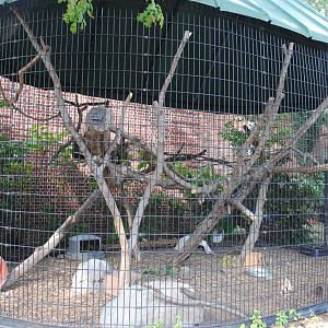 Canadian Porcupines exhibit
