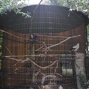 Palm-nut Vultures/African Pied Crows exhibit