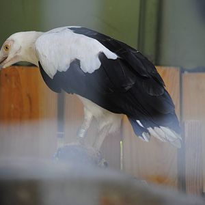 Palm-nut Vulture