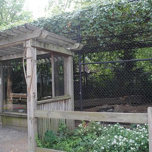 Foxes mixed exhibit: Red Foxes/Arctic Foxes