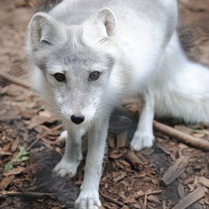 Arctic Fox