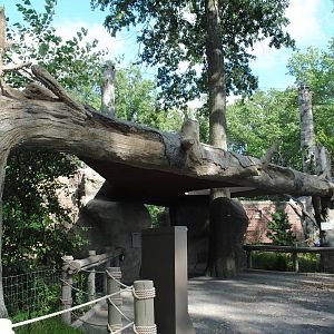 Amur Leopards exhibit