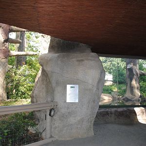 Amur Leopards exhibit (main viewing area)