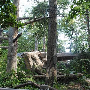 Amur Leopards exhibit (view from the back)
