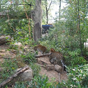 Amur Leopards exhibit (view from the back)