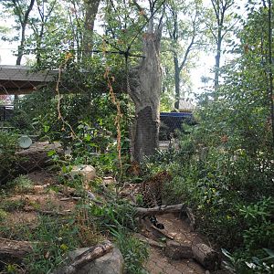 Amur Leopards exhibit (view from the back)