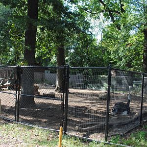 Sahara exhibit (Scimitar-horned Oryxes/Ostriches/Southern Ground Hornbills)