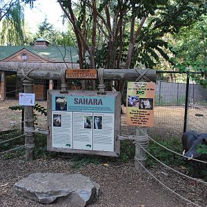 Sahara exhibit (Scimitar-horned Oryxes/Ostriches/Southern Ground Hornbills)