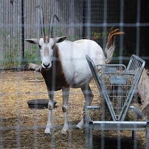 Scimitar-horned Oryx