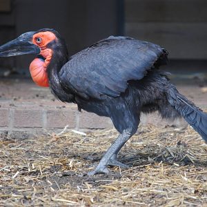 Southern Ground Hornbill
