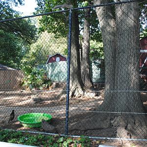 Double-wattled Cassowary exhibit