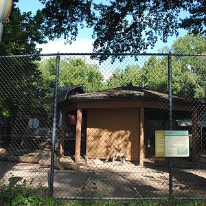 Red Kangaroos/Emus exhibit