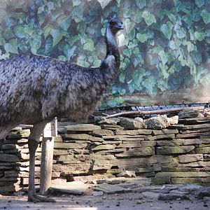 Emu