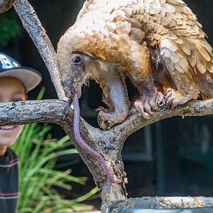 Baba, the African White Bellied Tree Pangolin