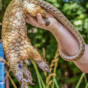 Baba, the African White Bellied Tree Pangolin