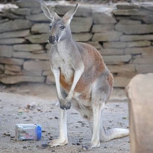 Red Kangaroo