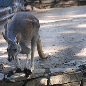 Red Kangaroo