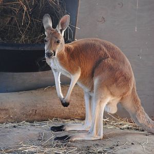 Red Kangaroo
