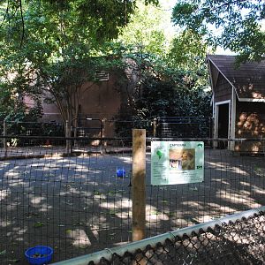 Capybaras' exhibit (Children's zone)
