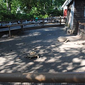 Sulcata Tortoises exhibit