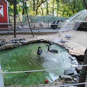 Beaver/Waterfowl exhibits (Children's zone)