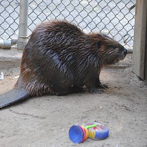 Beaver