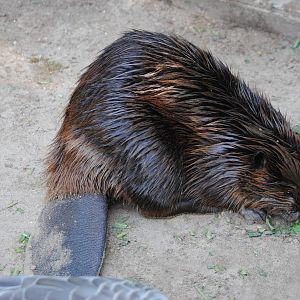 Beaver