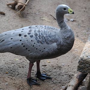 Cape Barren Goose