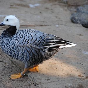 Emperor Goose