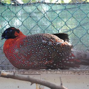 Satyr Tragopan
