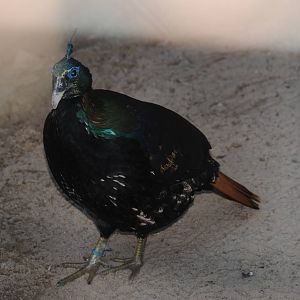 Himalayan Monal