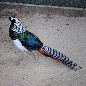 Lady Amherst's Pheasant