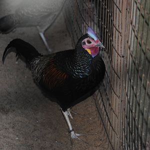 Green Junglefowl