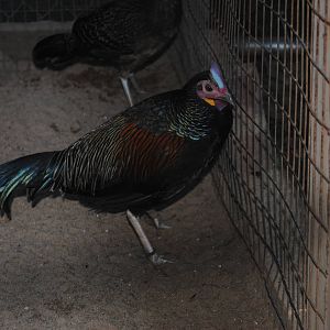 Green Junglefowl