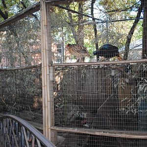 Pheasants' exhibit (Children's zone)