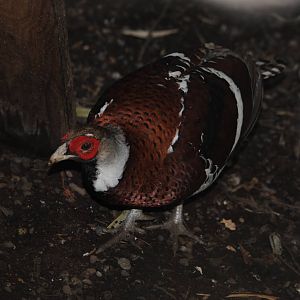Elliot's Pheasant