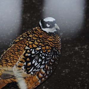Reeves' Pheasant