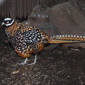 Reeves' Pheasant